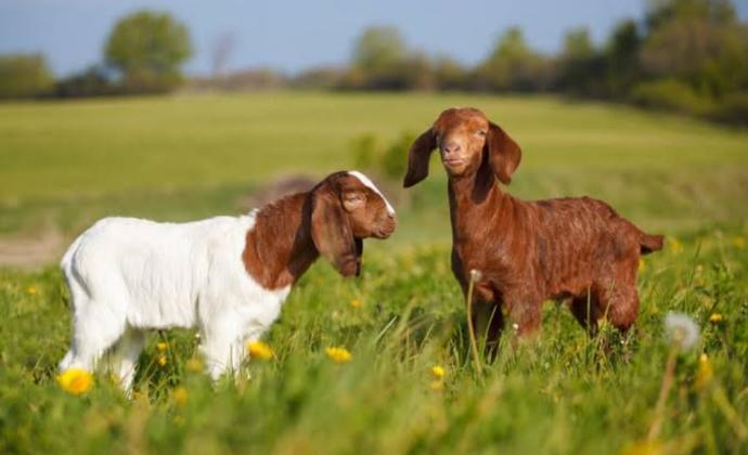 ছাগলের ফার্ম