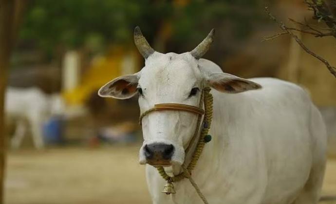 কুরবানী গরু প্রোজেক্ট