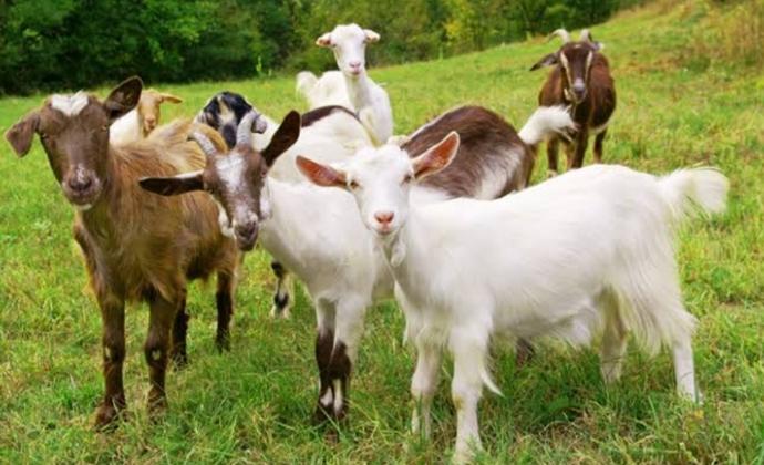 Goat Farming -1