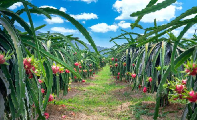 Dragon Fruit Garden -2