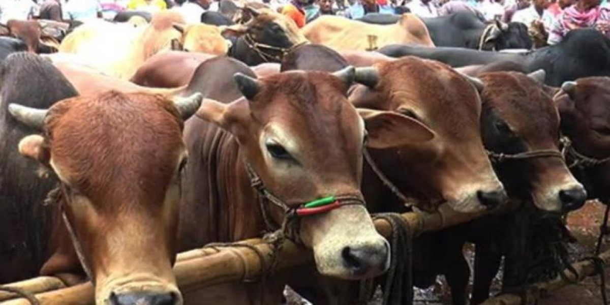 নভেম্বরে বৃষ্টি ফসলের জন্য কতটা ক্ষতির